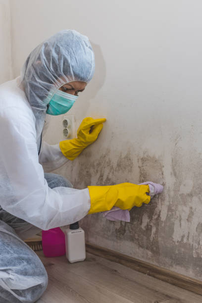 Best Mold Odor Removal Services  in , VA